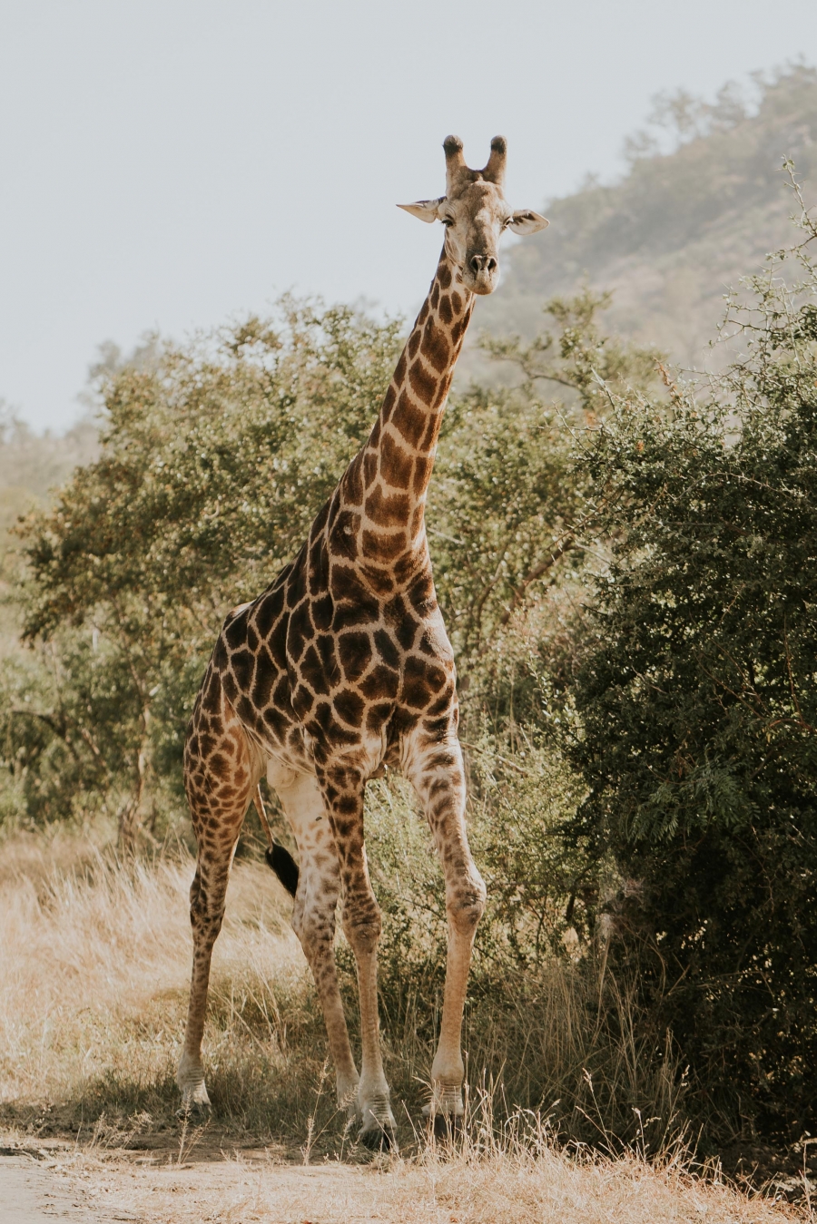 FIH Fotografie » Zuid Afrika